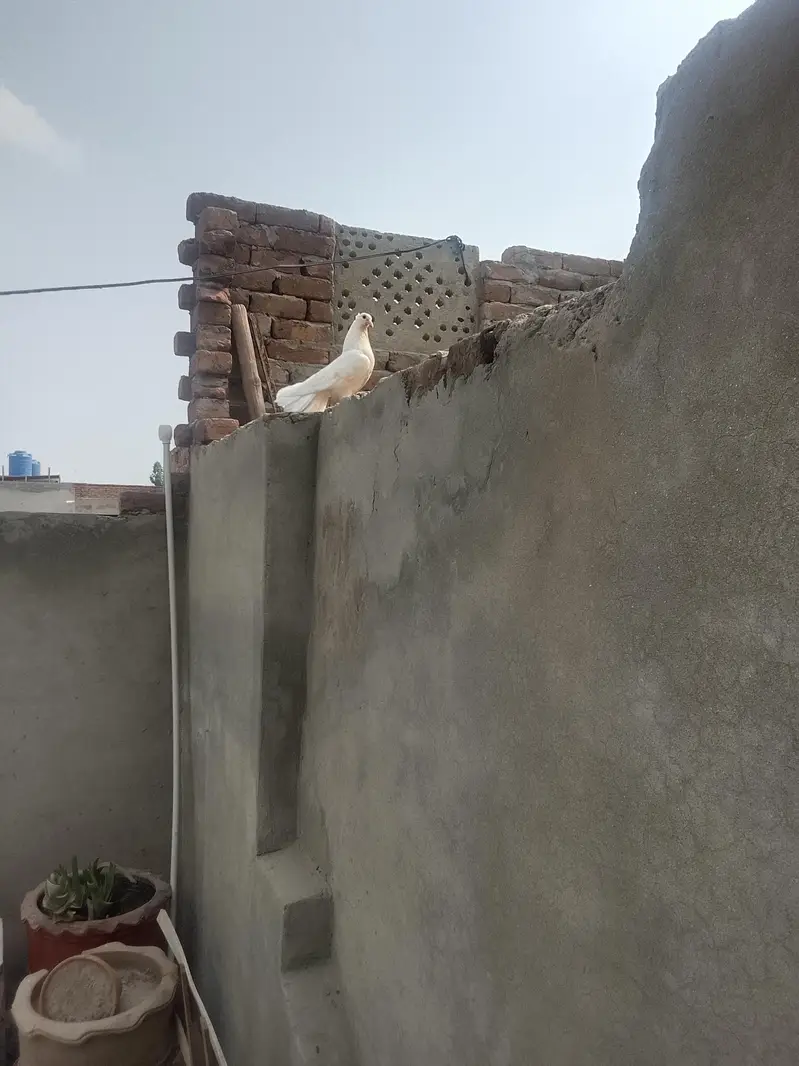 Lakky kabootar fancy — photo 2