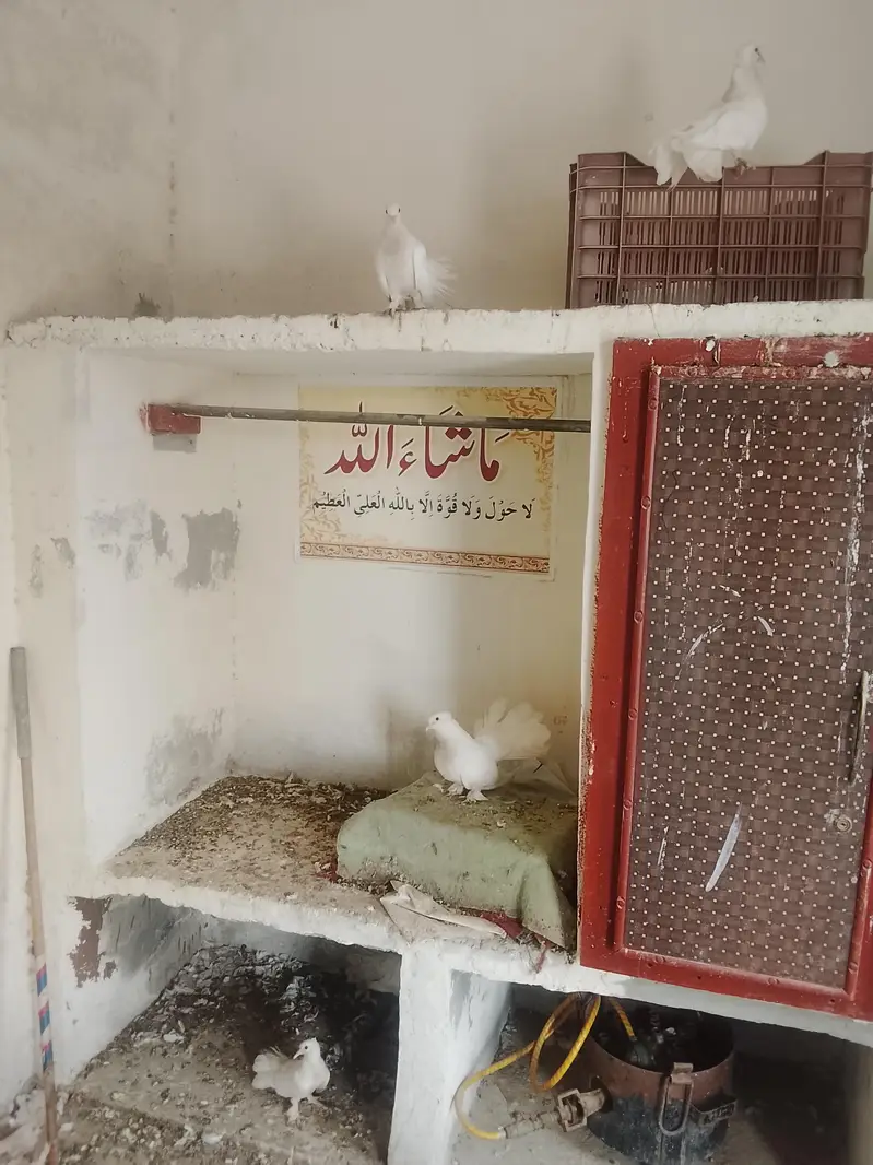 Lakky kabootar fancy — photo 3