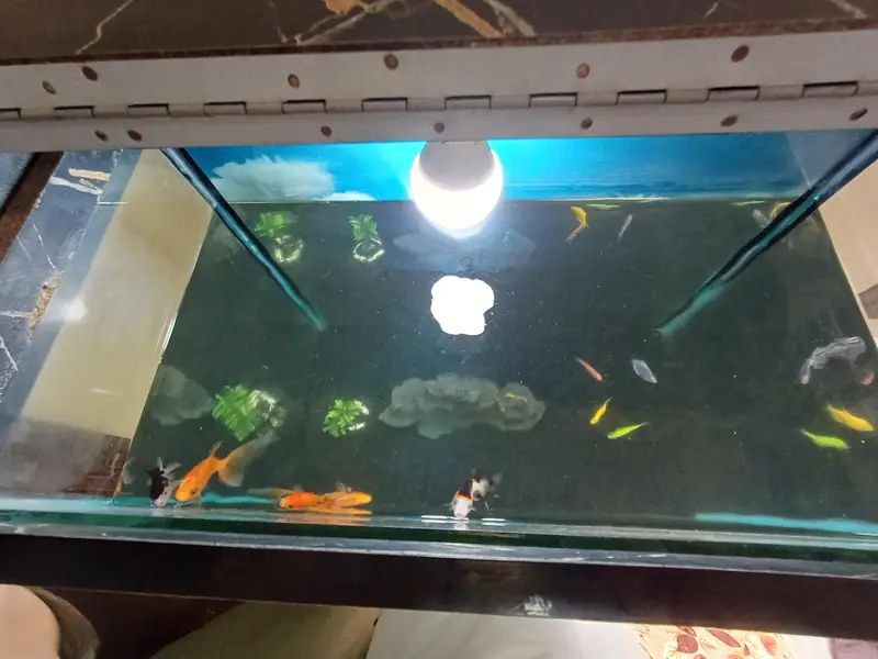 aquarium and gold fish — photo 3