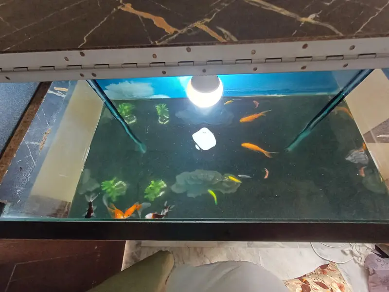 aquarium and gold fish — photo 4
