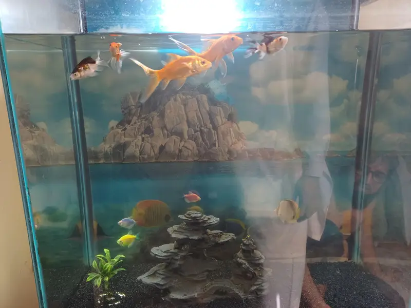 aquarium and gold fish — photo 5