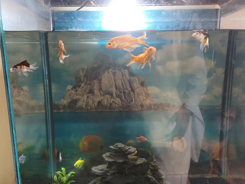 aquarium and gold fish — photo 6