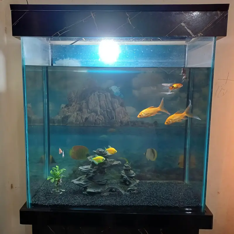 aquarium and gold fish — photo 9