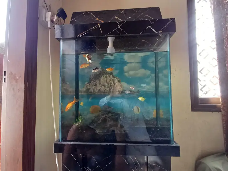 aquarium and gold fish — photo 10