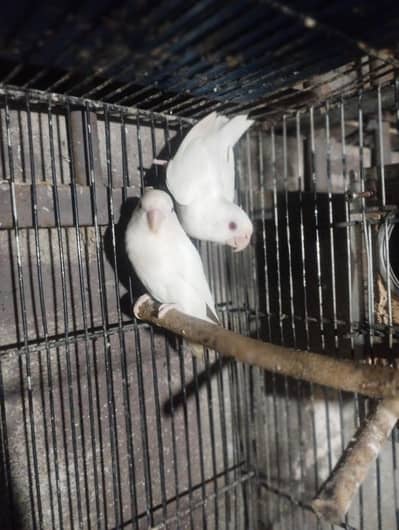 albino red eye parrot love bird