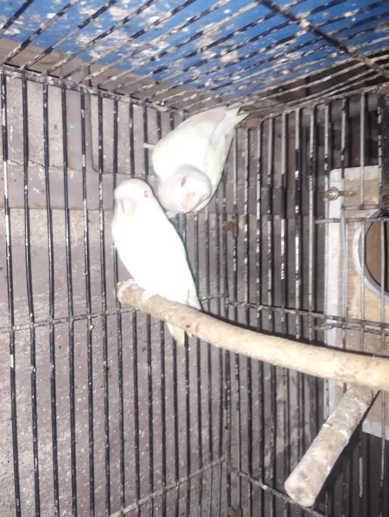 albino red eye parrot love bird — photo 2