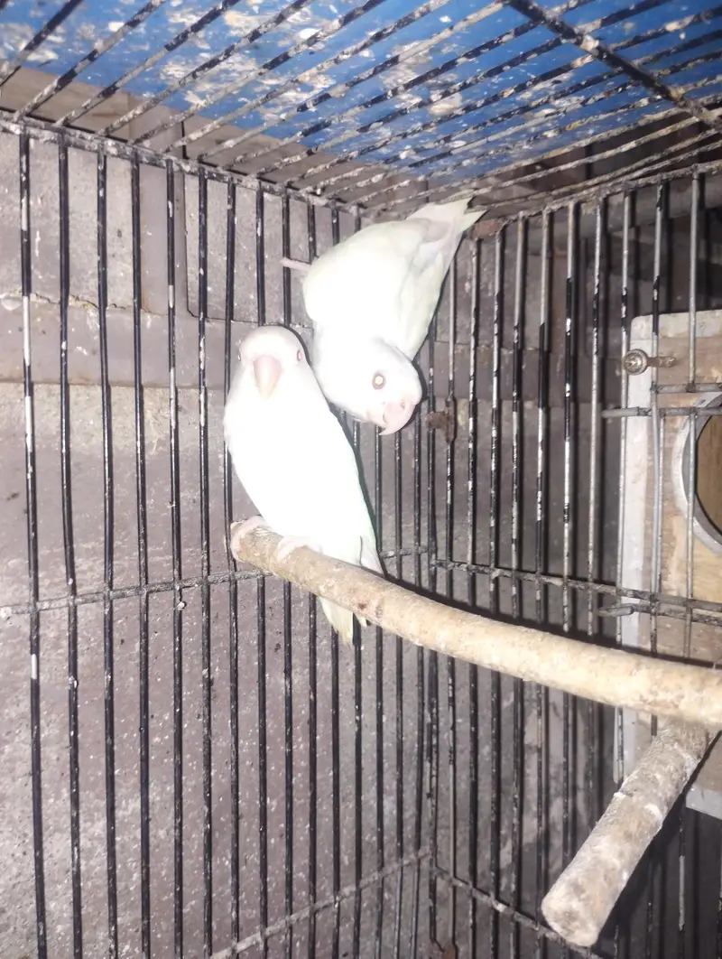 albino red eye parrot love bird — photo 3