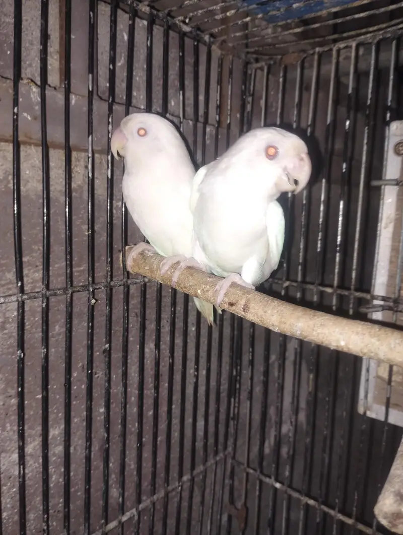 albino red eye parrot love bird — photo 4