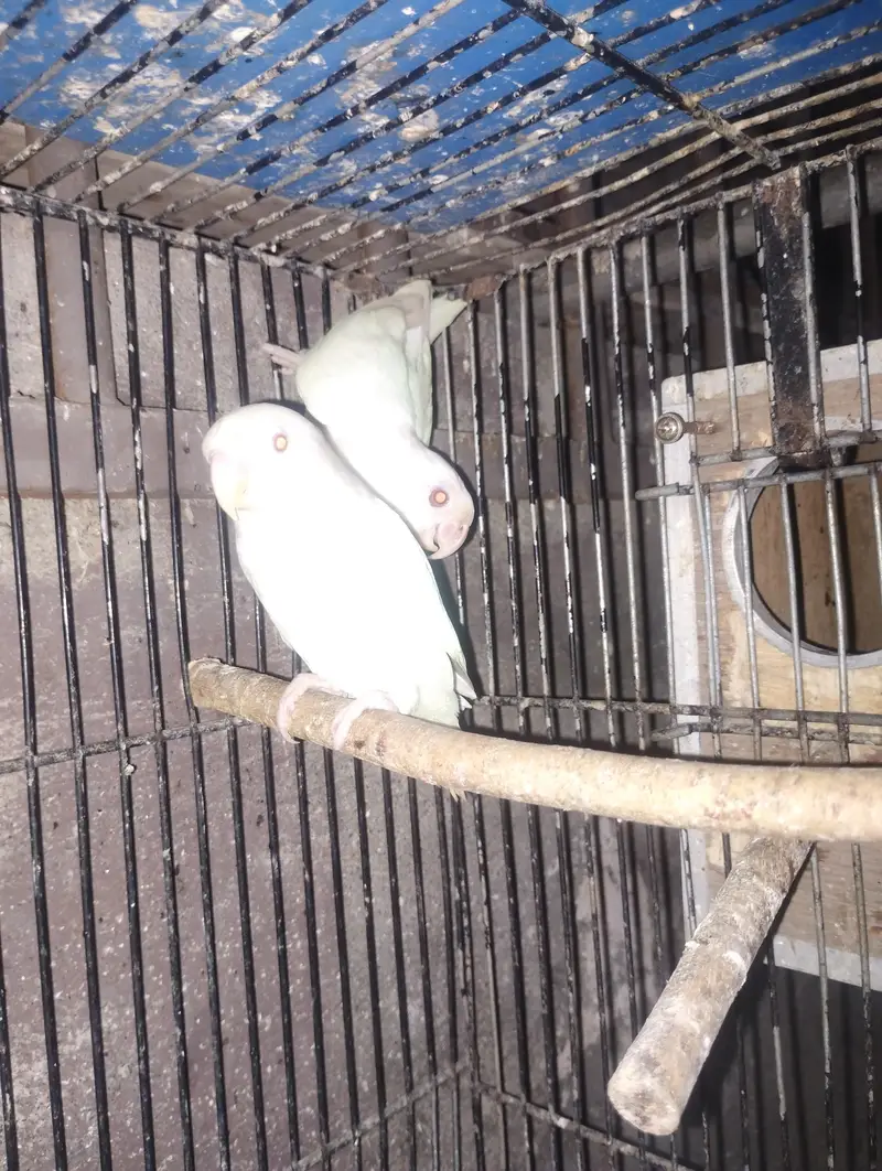 albino red eye parrot love bird — photo 5