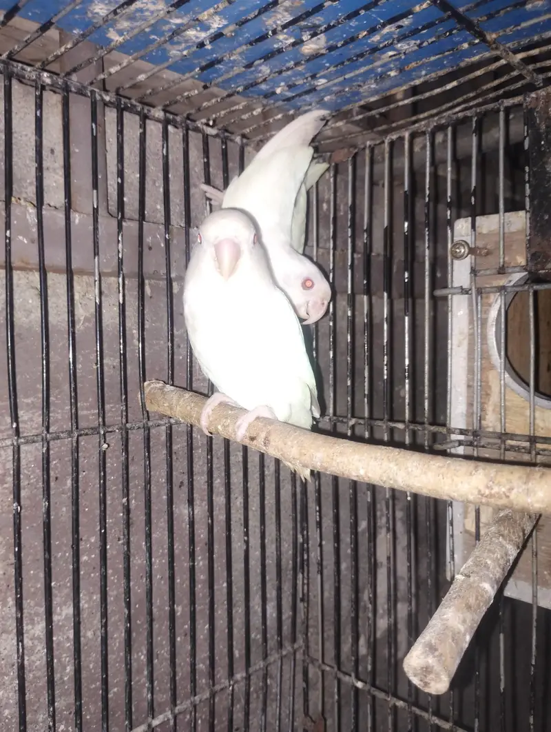 albino red eye parrot love bird — photo 6