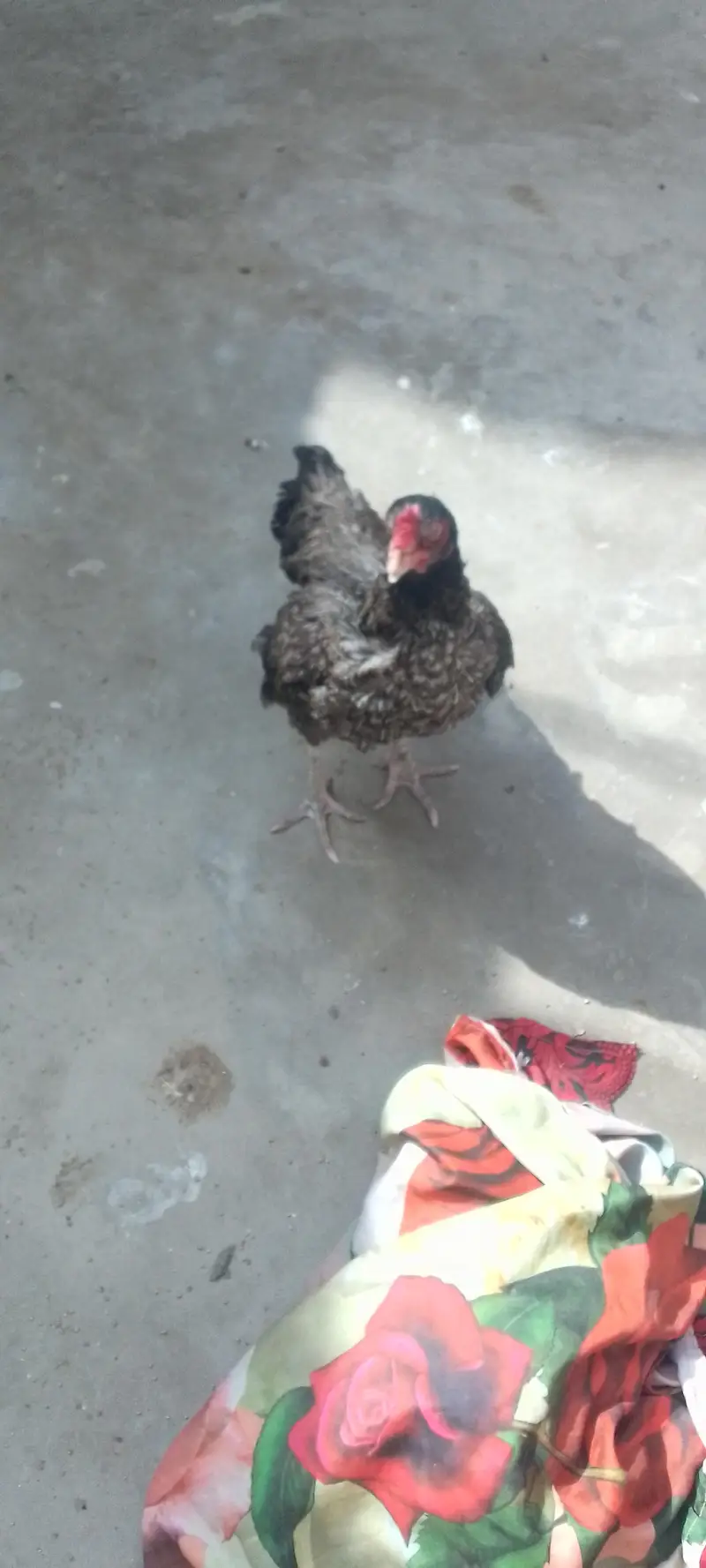 aseel miawali with chiks — photo 2