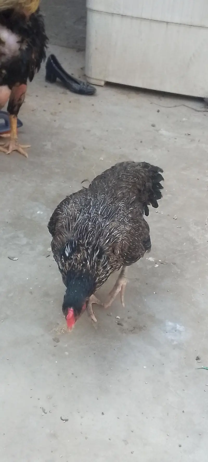aseel miawali with chiks — photo 5