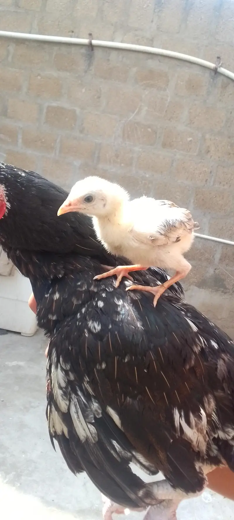 aseel miawali with chiks — photo 7