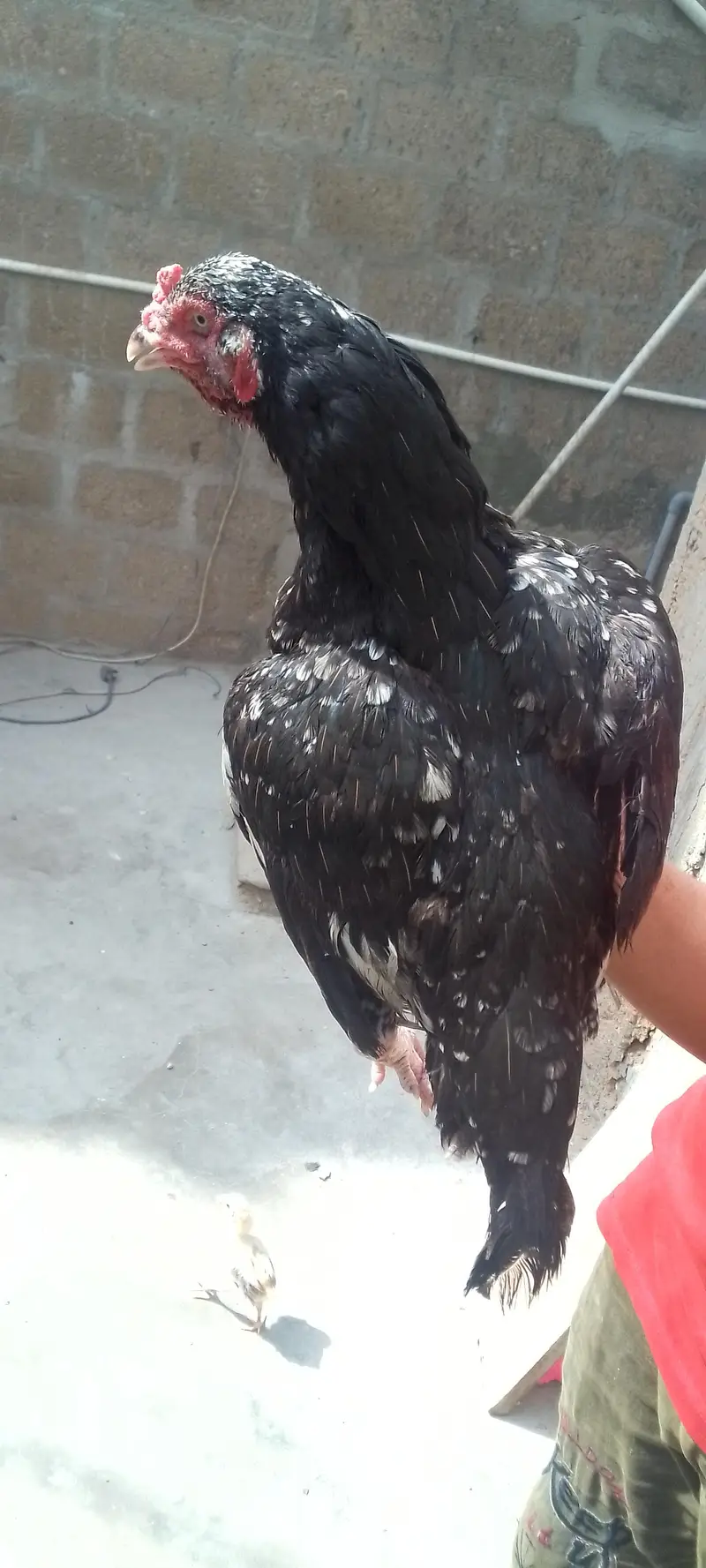 aseel miawali with chiks — photo 8