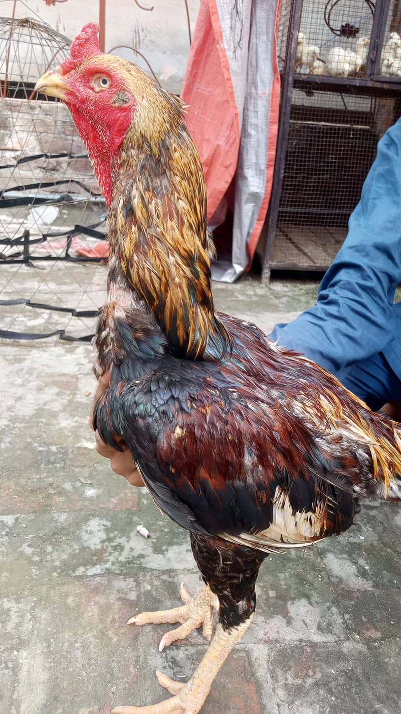 high quality pair 0