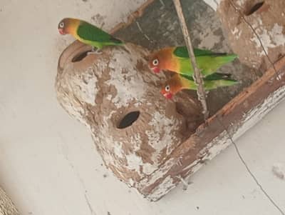 LOVE BIRDS FISHAR PAIR