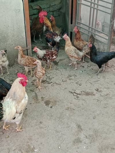 for sale