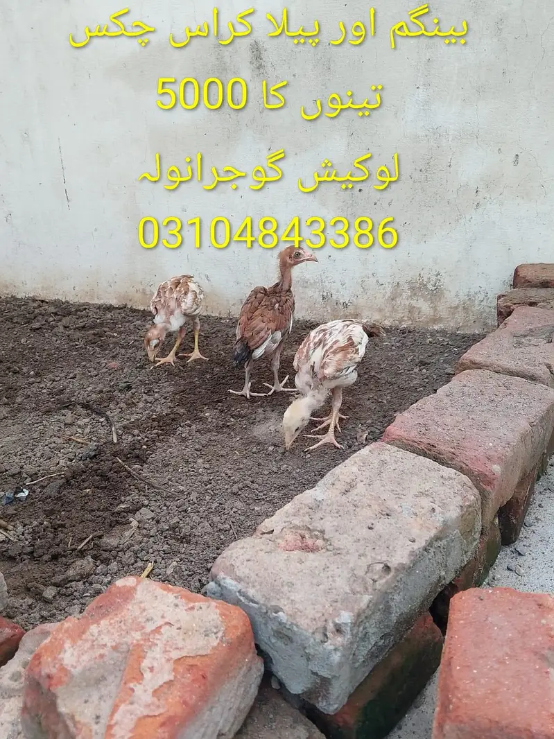 peela patha or breder — photo 3