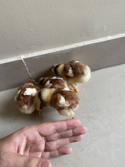 Healthy, active baby chicks looking for a new home.
