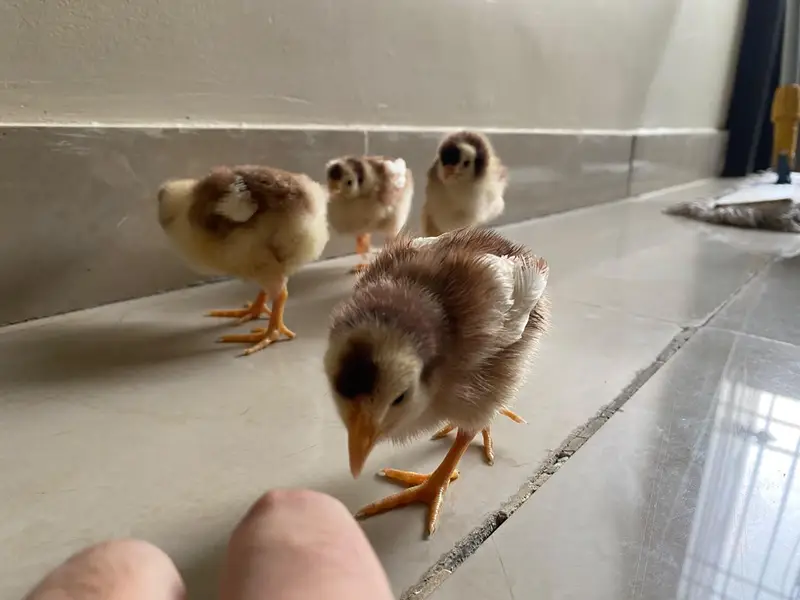 Healthy, active baby chicks looking for a new home. — photo 2