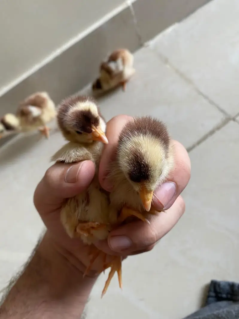 Healthy, active baby chicks looking for a new home. — photo 3