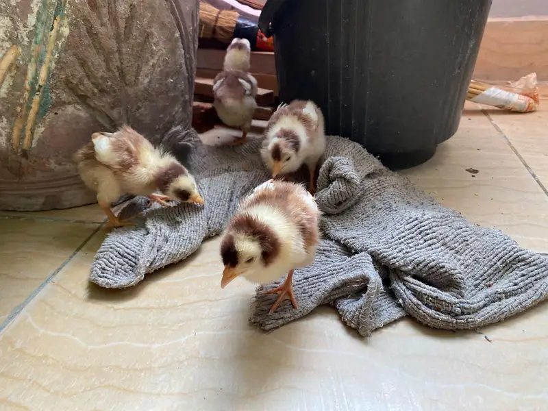 Healthy, active baby chicks looking for a new home. — photo 4