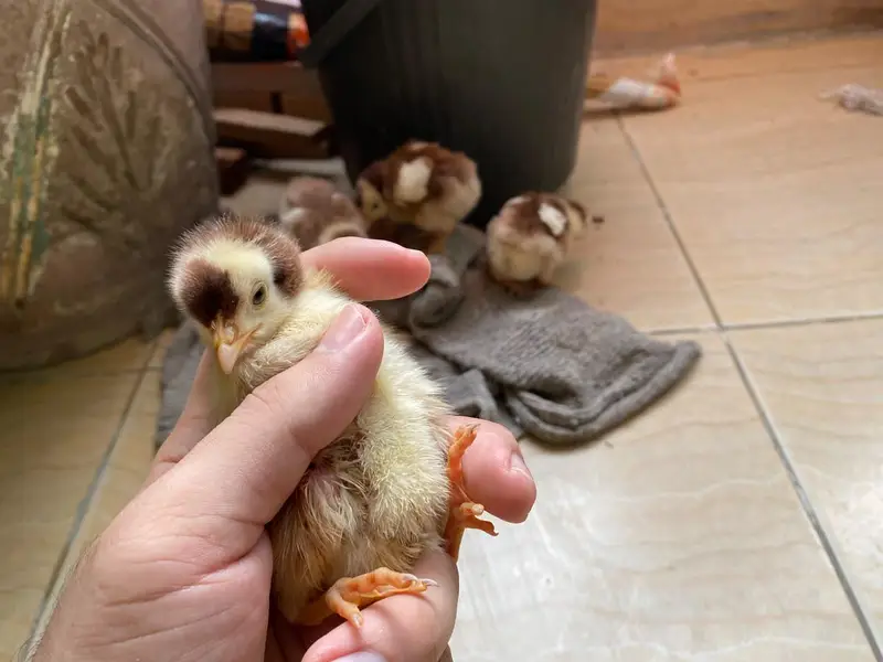 Healthy, active baby chicks looking for a new home. — photo 5