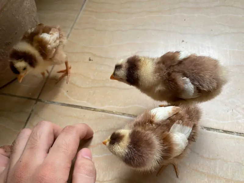 Healthy, active baby chicks looking for a new home. — photo 6