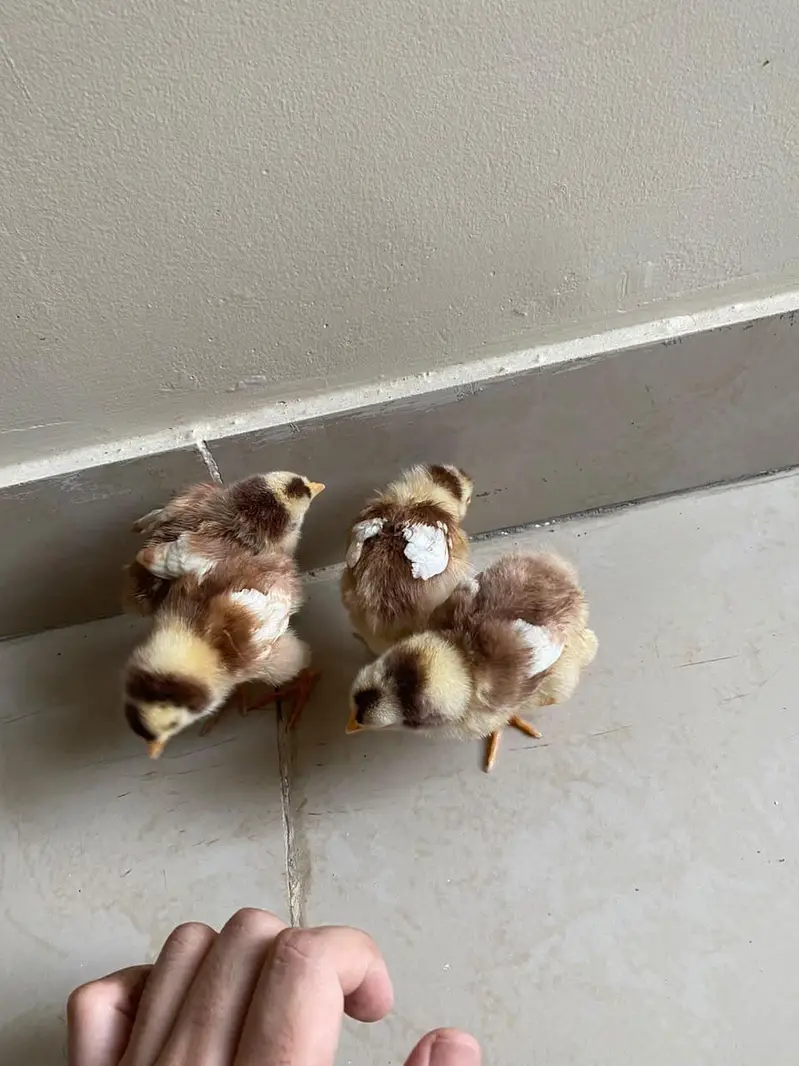 Healthy, active baby chicks looking for a new home. — photo 7