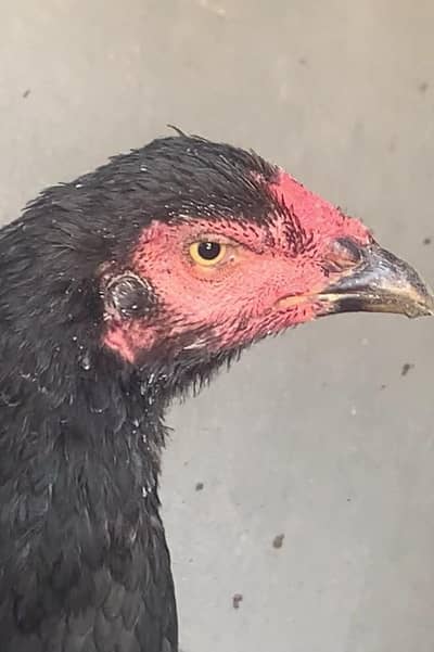 king O shamoo for sale ready for breeding urgent sale