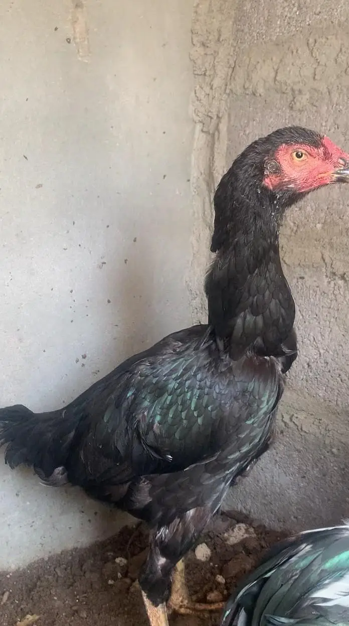 king O shamoo for sale ready for breeding urgent sale — photo 2