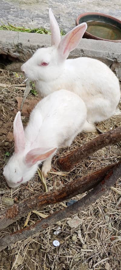 Nez and Dutch female rabbits