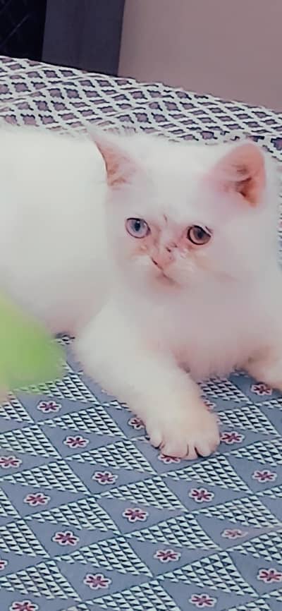 2 male kittens looking for new home Healthy n active Litter train