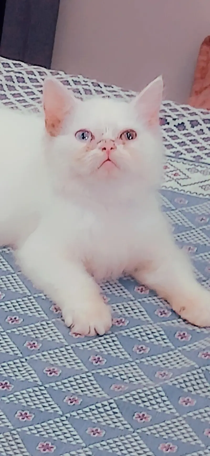 2 male kittens looking for new home Healthy n active Litter train — photo 2