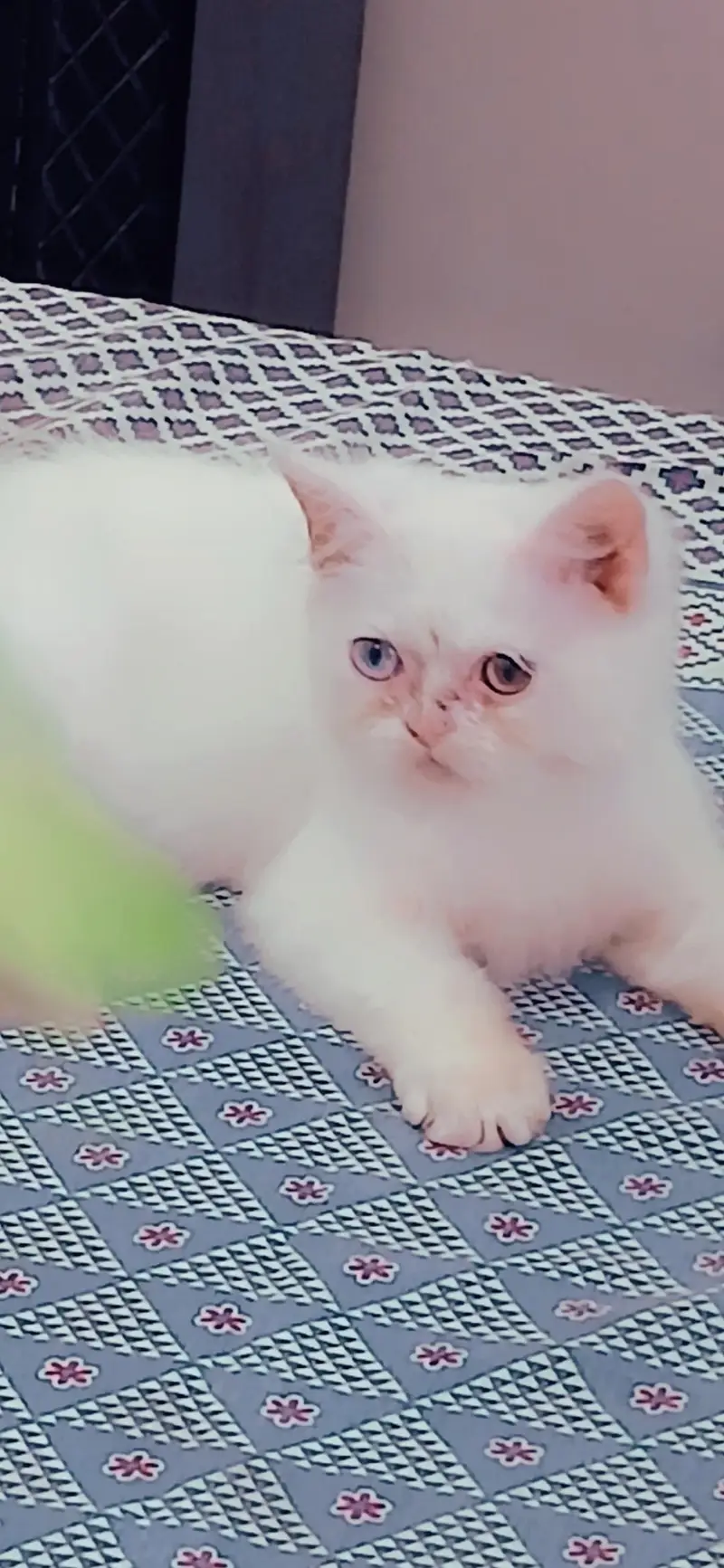2 male kittens looking for new home Healthy n active Litter train — photo 3