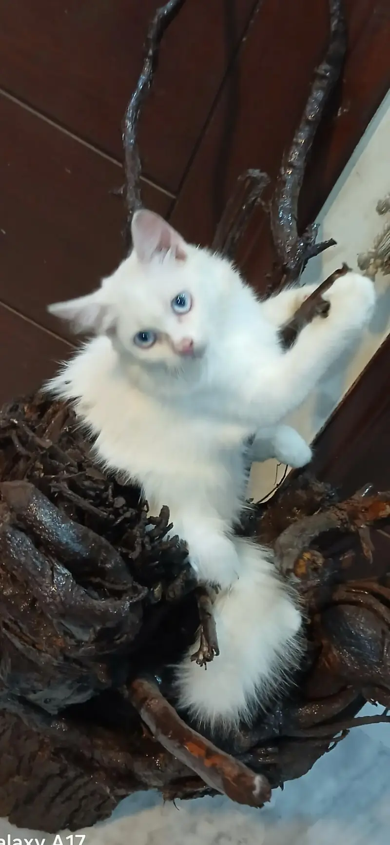 2 male kittens looking for new home Healthy n active Litter train — photo 4