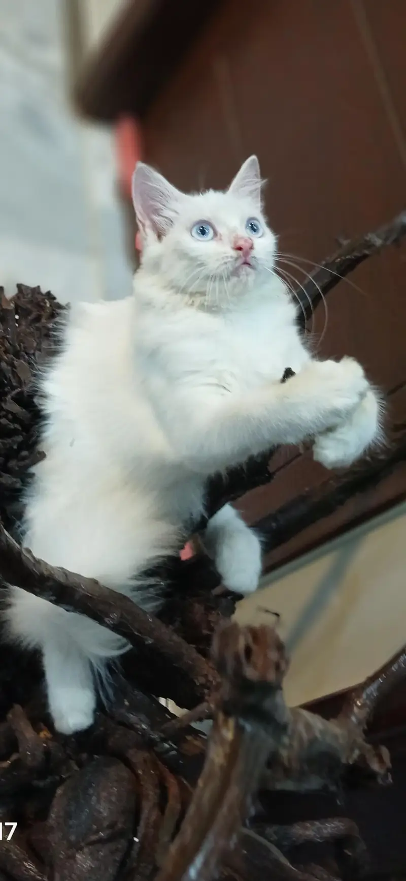 2 male kittens looking for new home Healthy n active Litter train — photo 5