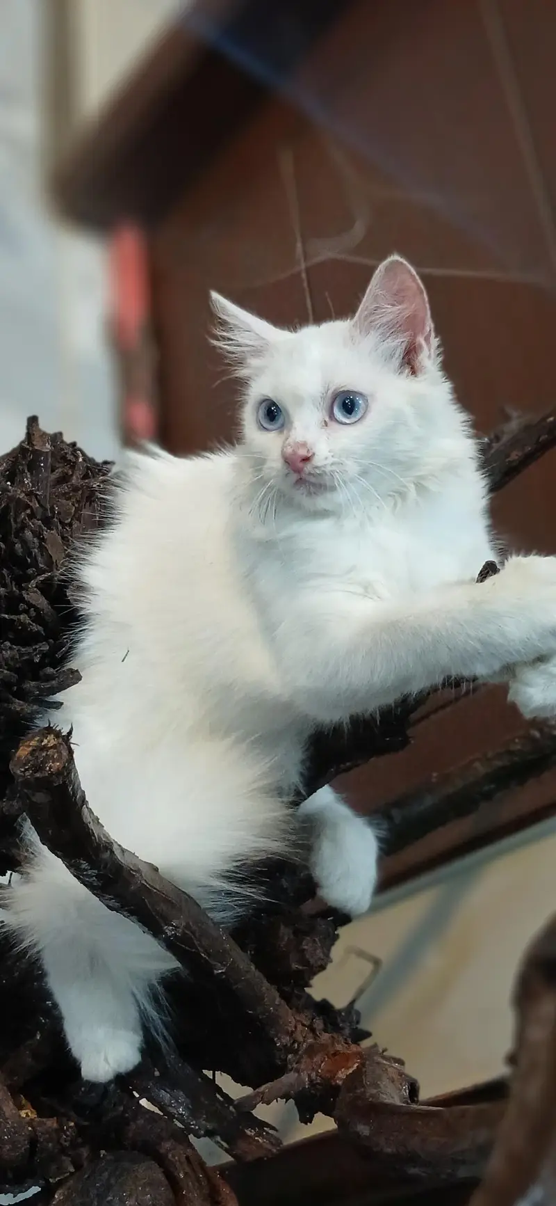 2 male kittens looking for new home Healthy n active Litter train — photo 6