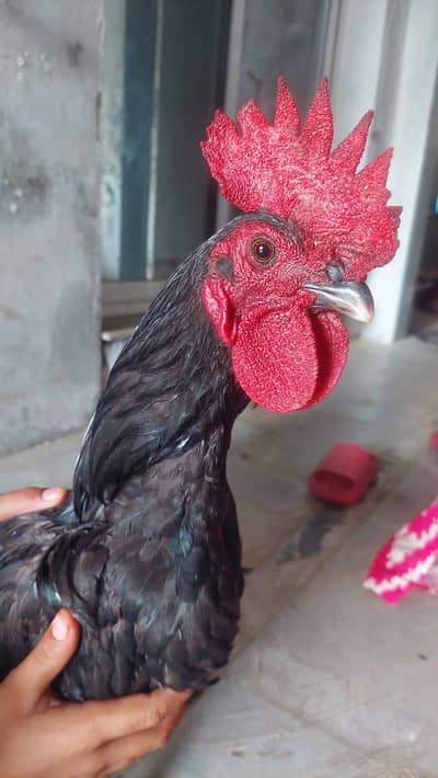 Black 9 months murgha