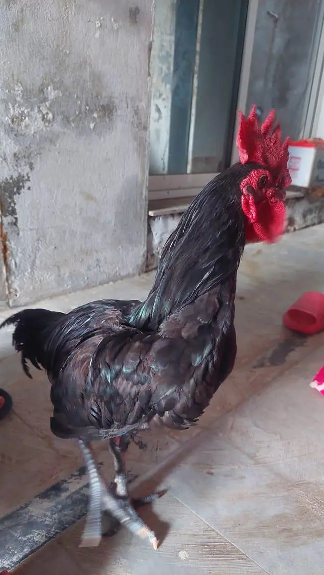 Black 9 months murgha — photo 2