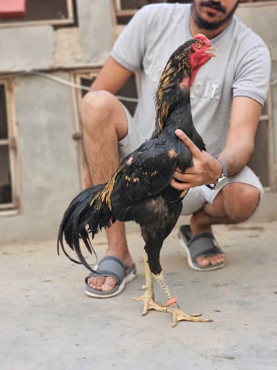 pair | male Thai Burmi | female thai pakoye