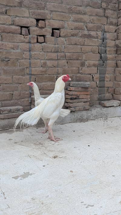 Heera aseel pair For sale