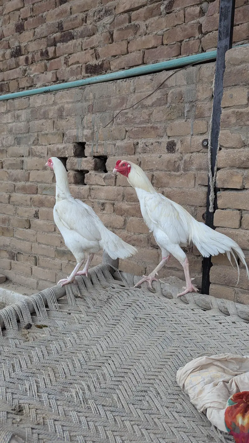Heera aseel pair For sale — photo 2