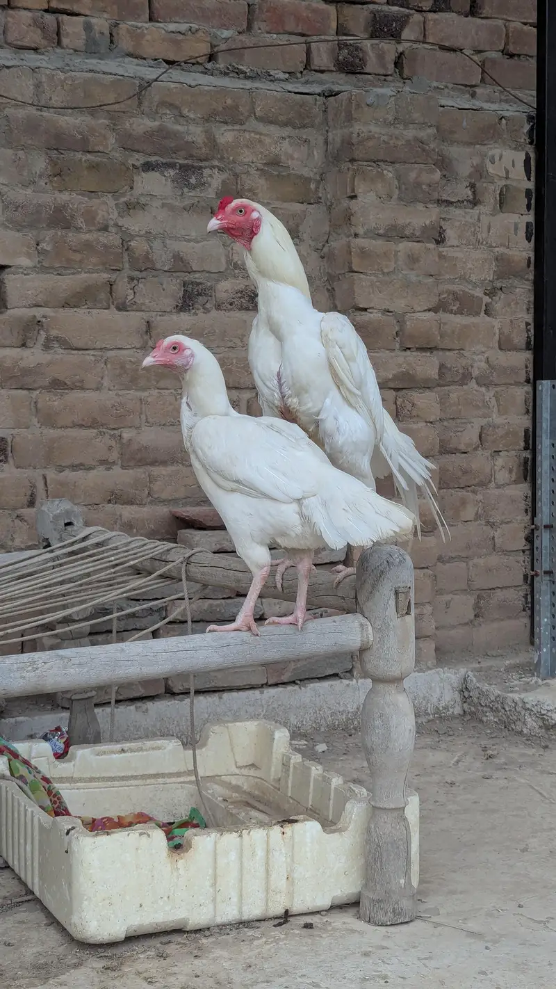 Heera aseel pair For sale — photo 3