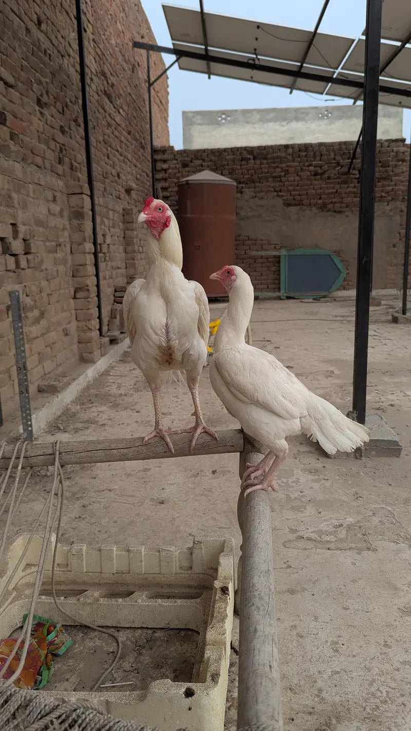 Heera aseel pair For sale — photo 4