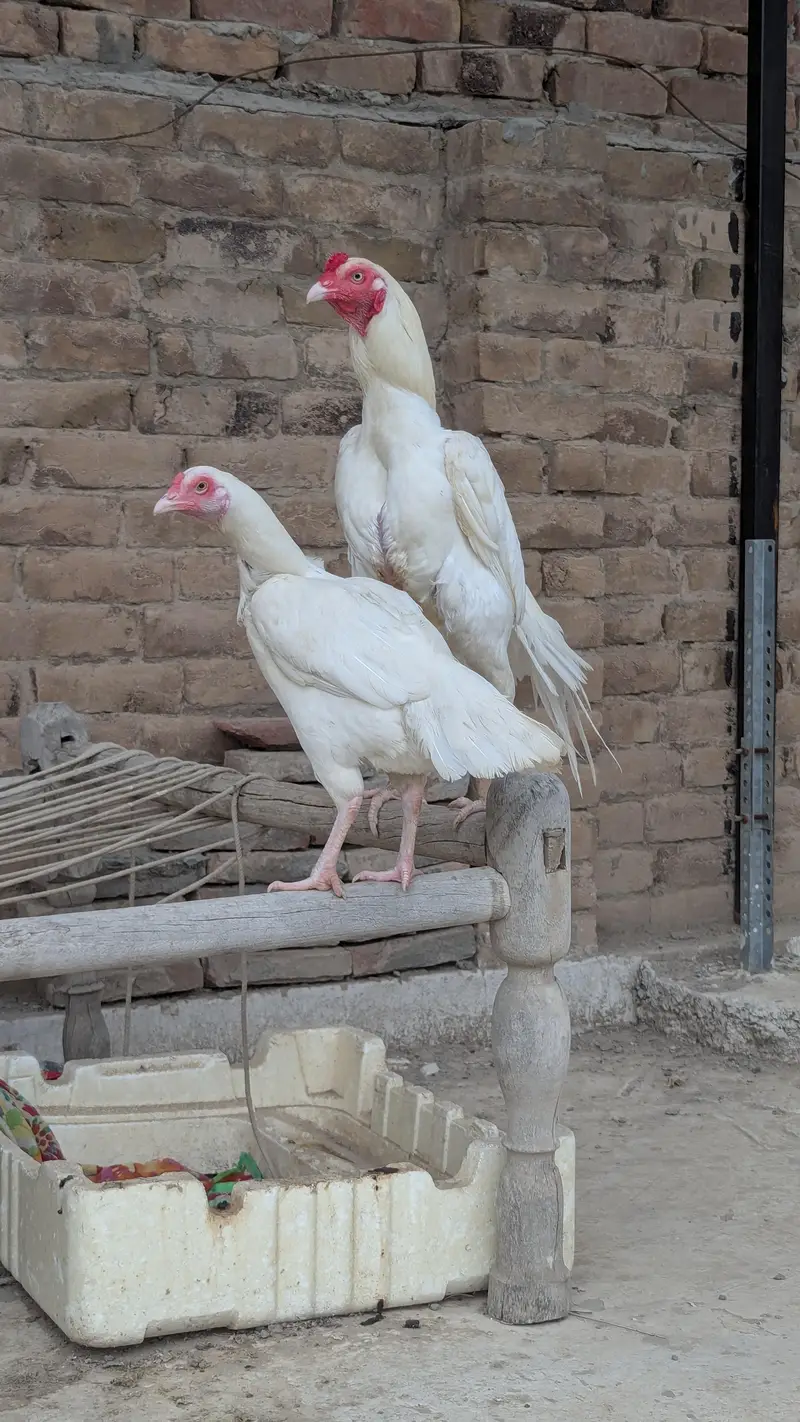 Heera aseel pair For sale — photo 5