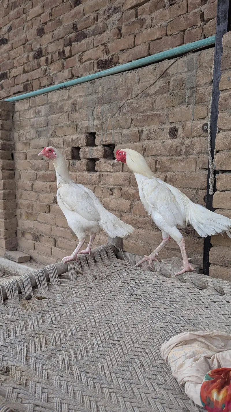 Heera aseel pair For sale — photo 6