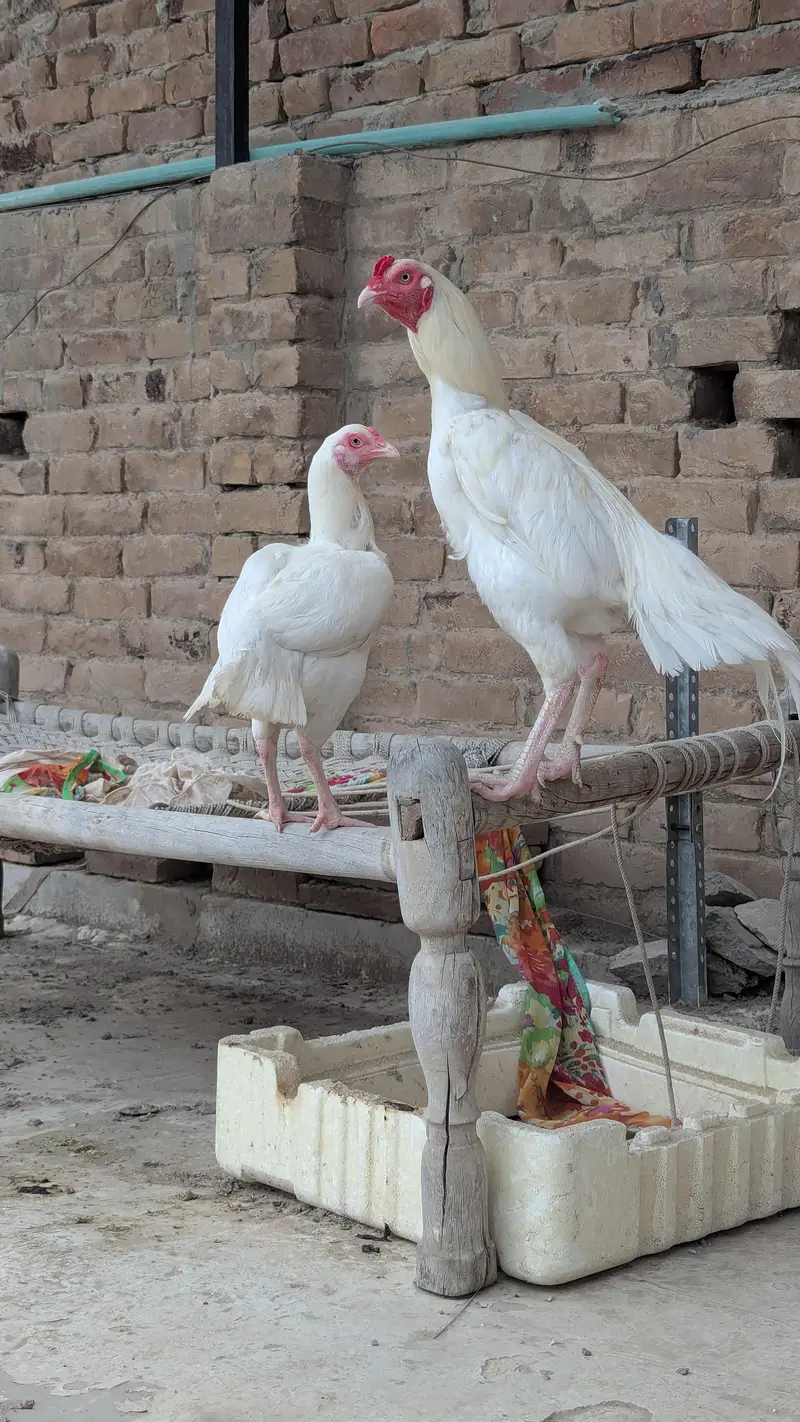 Heera aseel pair For sale — photo 7