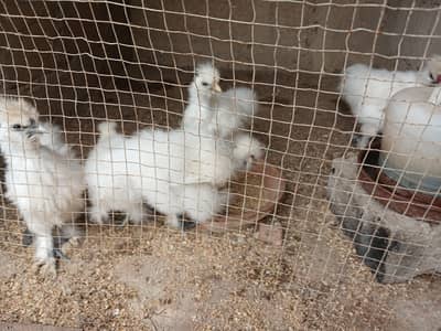 3 months and six months Silkies available