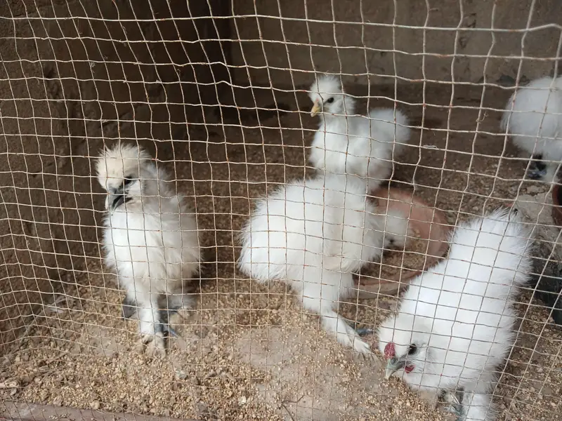 3 months and six months Silkies available — photo 2